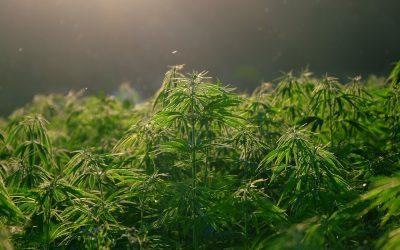 Can cannabis be a sleep aid? - Fawcett Mattress