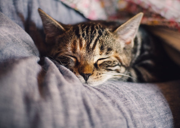 baby-cat-sleeping