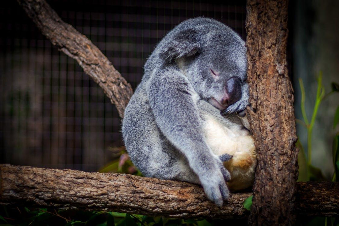 Causes Of Lack Of Sleep - Fawcett Mattress
