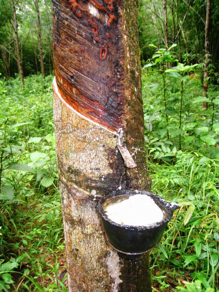 Havea-Brasiliensis-Tree